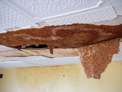 Professional denver mold removal services in Denver